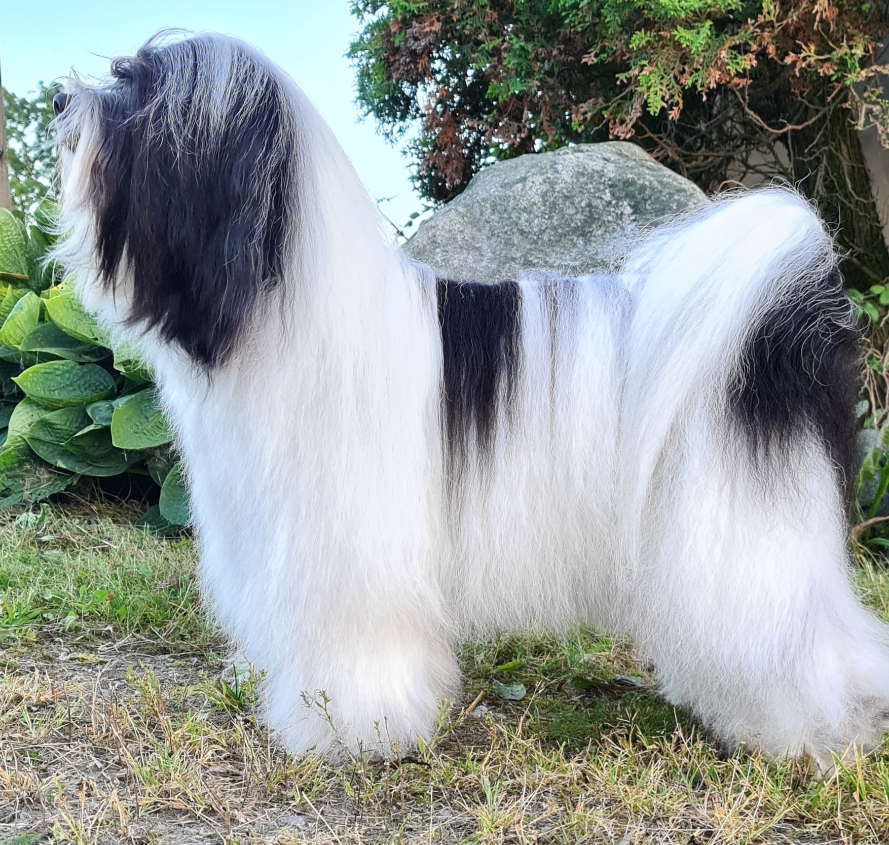 Sumanshu tibetan sale terriers